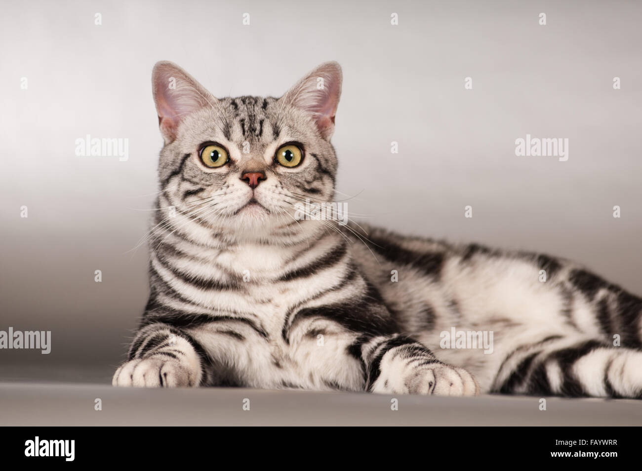 Purebred american shorthaired cat portrait Stock Photo
