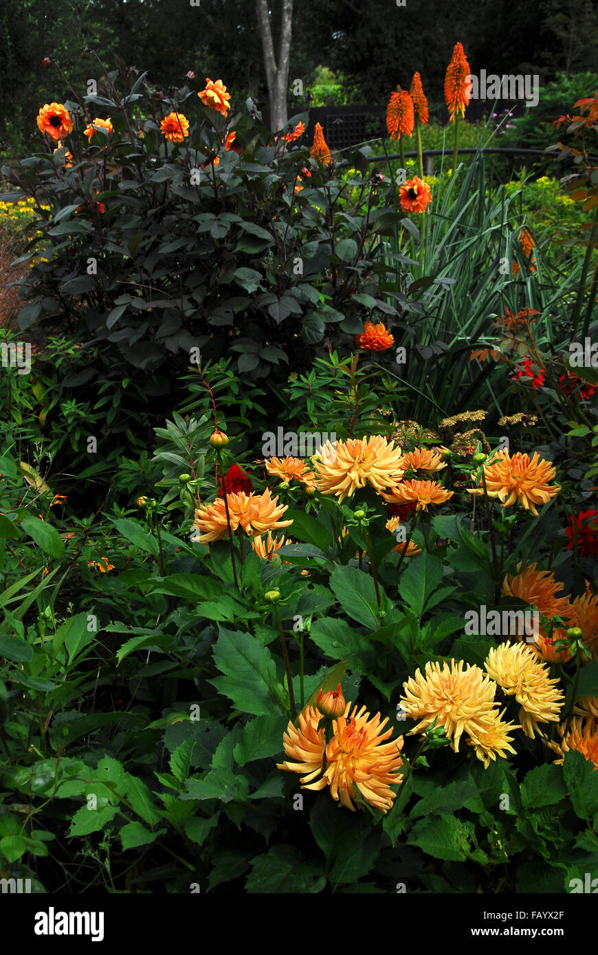 Dahlias in a garden border UK Stock Photo