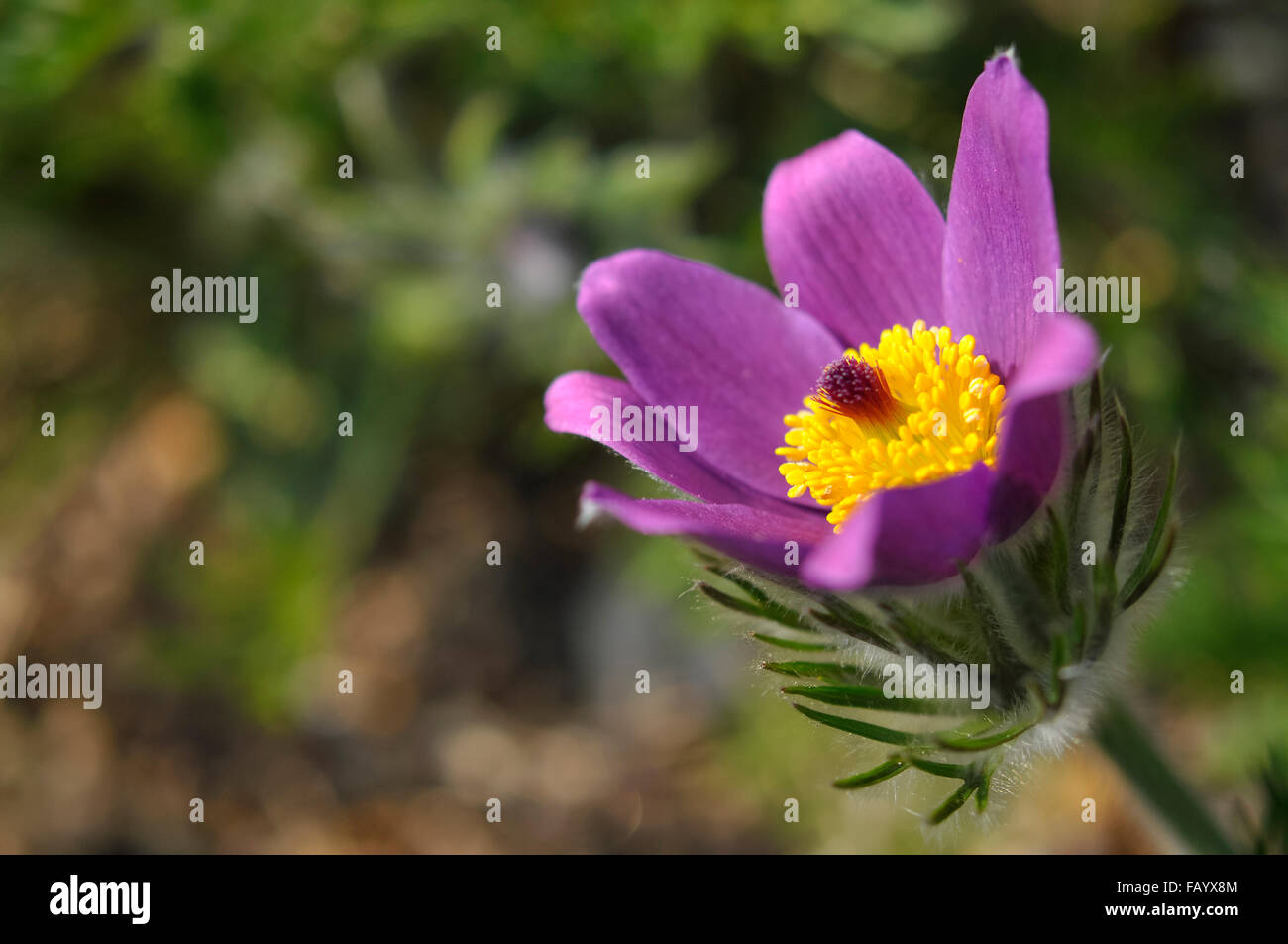 Purple Pulsatilla flower in spring sunshine Stock Photo
