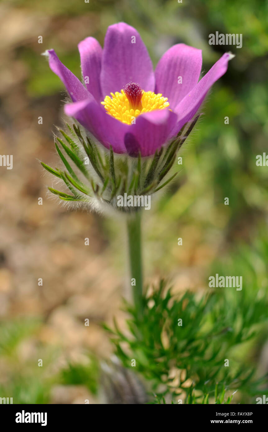 Purple Pulsatilla flower in spring sunshine. Stock Photo