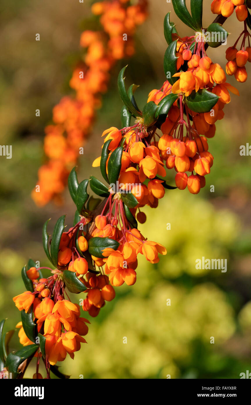 Deep orange flowering Berberis linearifolia in spring sunshine. Stock Photo