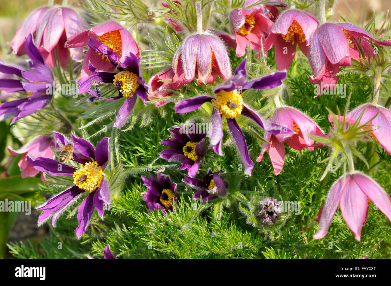Mixture of various coloured Pulsatilla flower in spring sunshine. Stock Photo