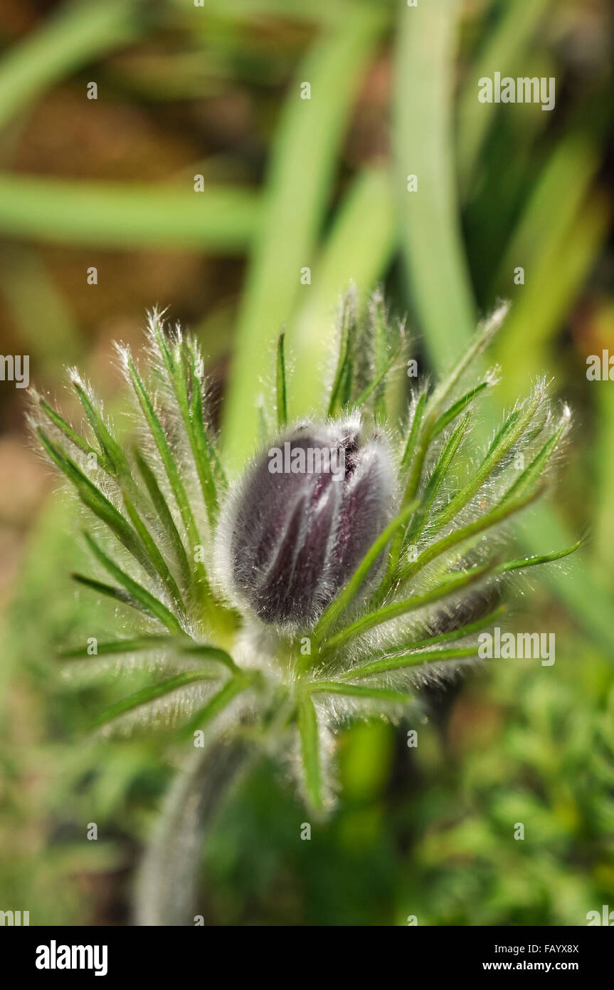 Soft and hairy bud of a Pulsatilla flower in spring. Stock Photo