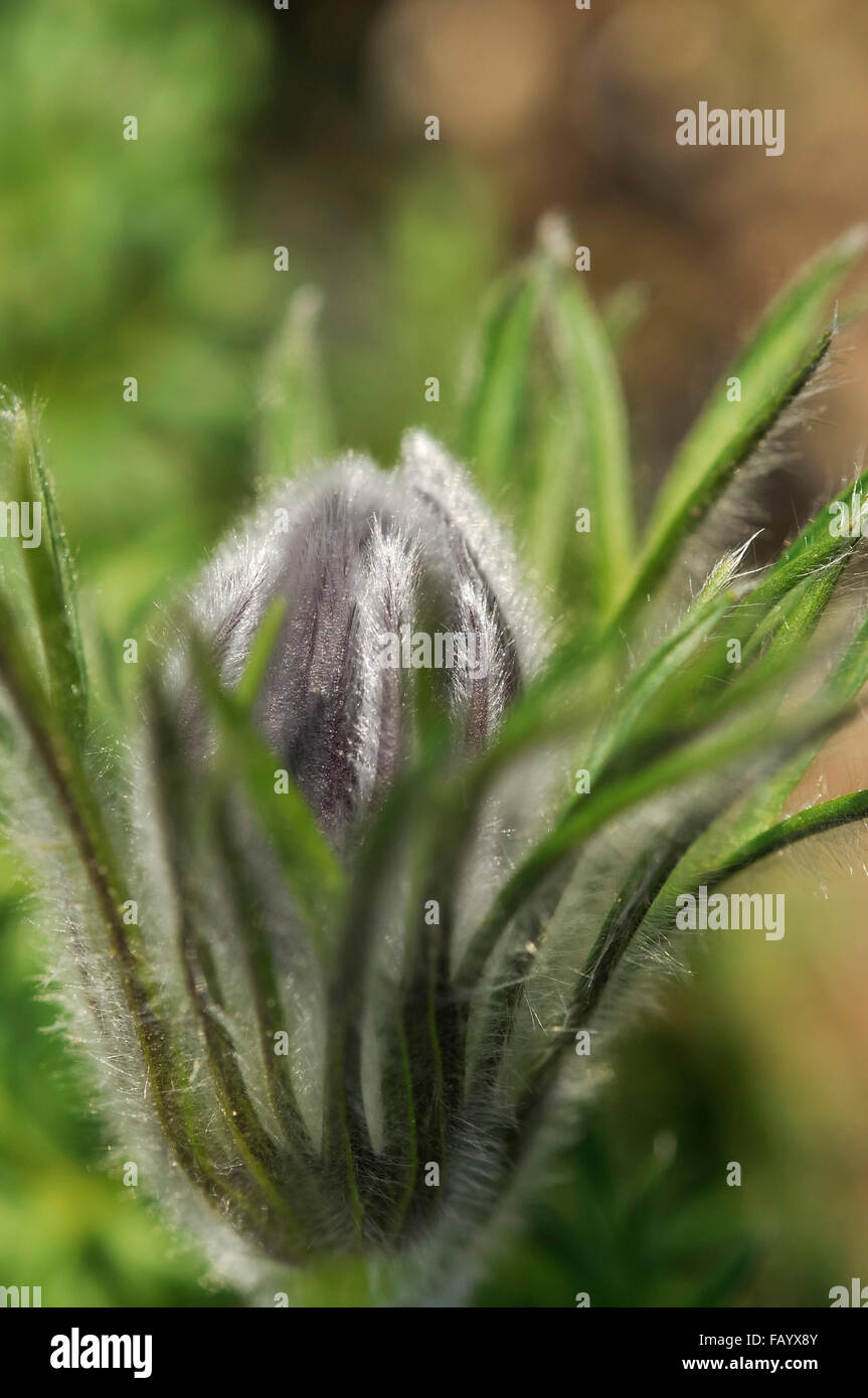 Soft and hairy bud of a Pulsatilla flower in spring. Stock Photo