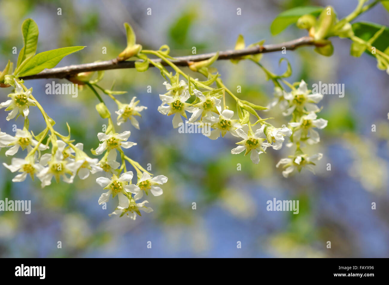 Dainty white blossom in spring sunshine. Stock Photo