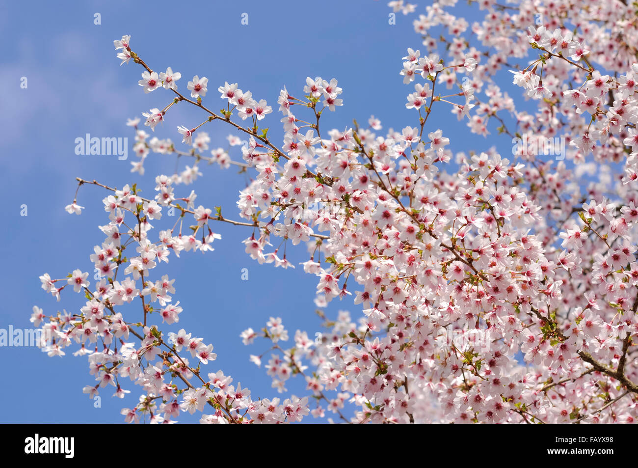 Pale pink cherry blossom against a clear blue spring sky. Prunus kojo no mai. Stock Photo