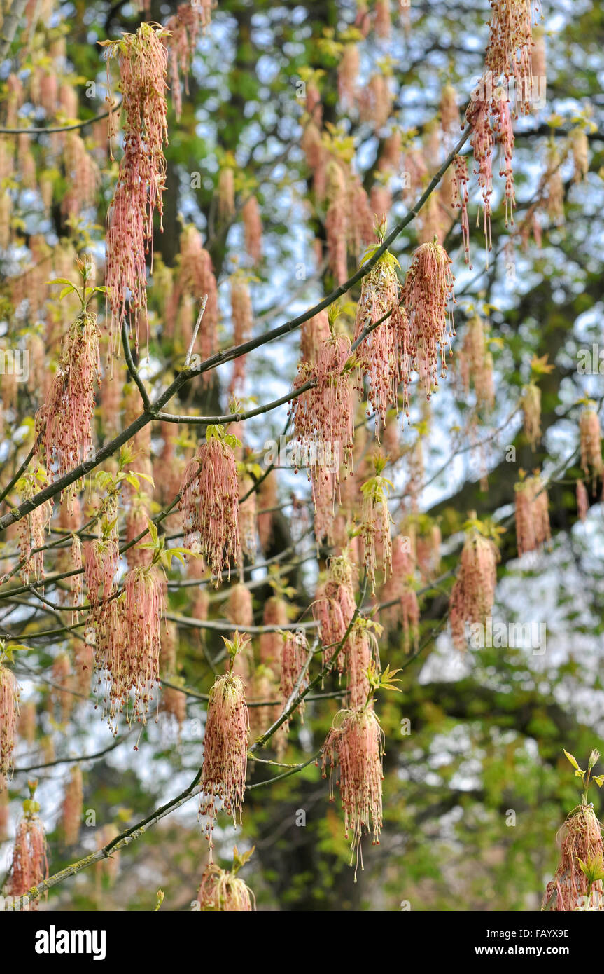 Acer Negundo in flower in spring. Hanging tassles of pink red beneath