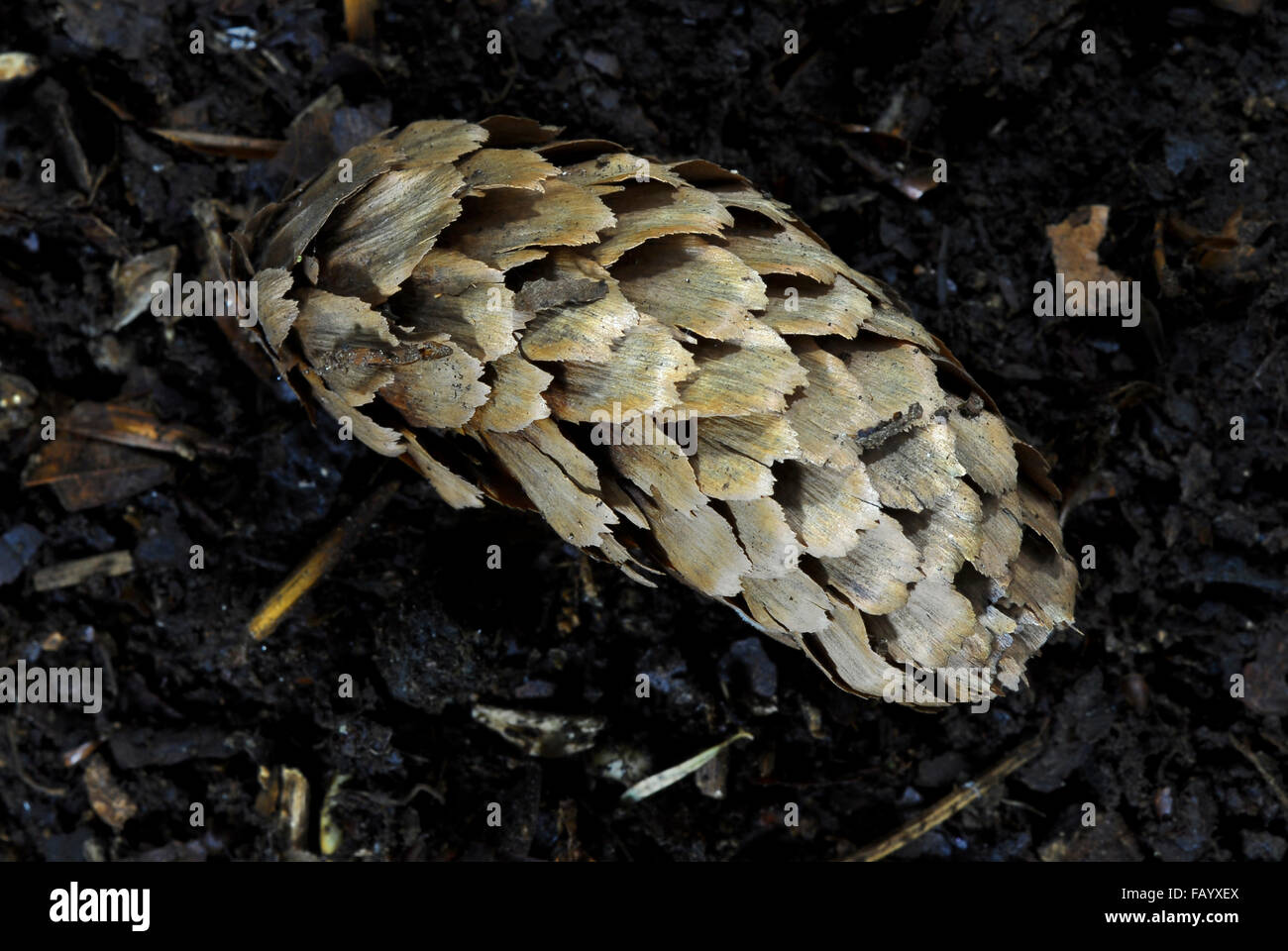 Fallen pine cone Stock Photo