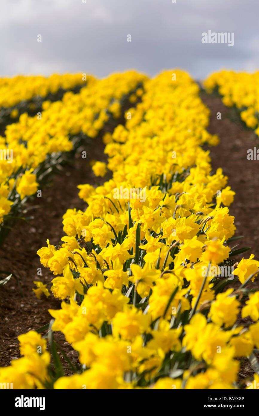 Field of cultivated Daffodils Cornwall UK Stock Photo