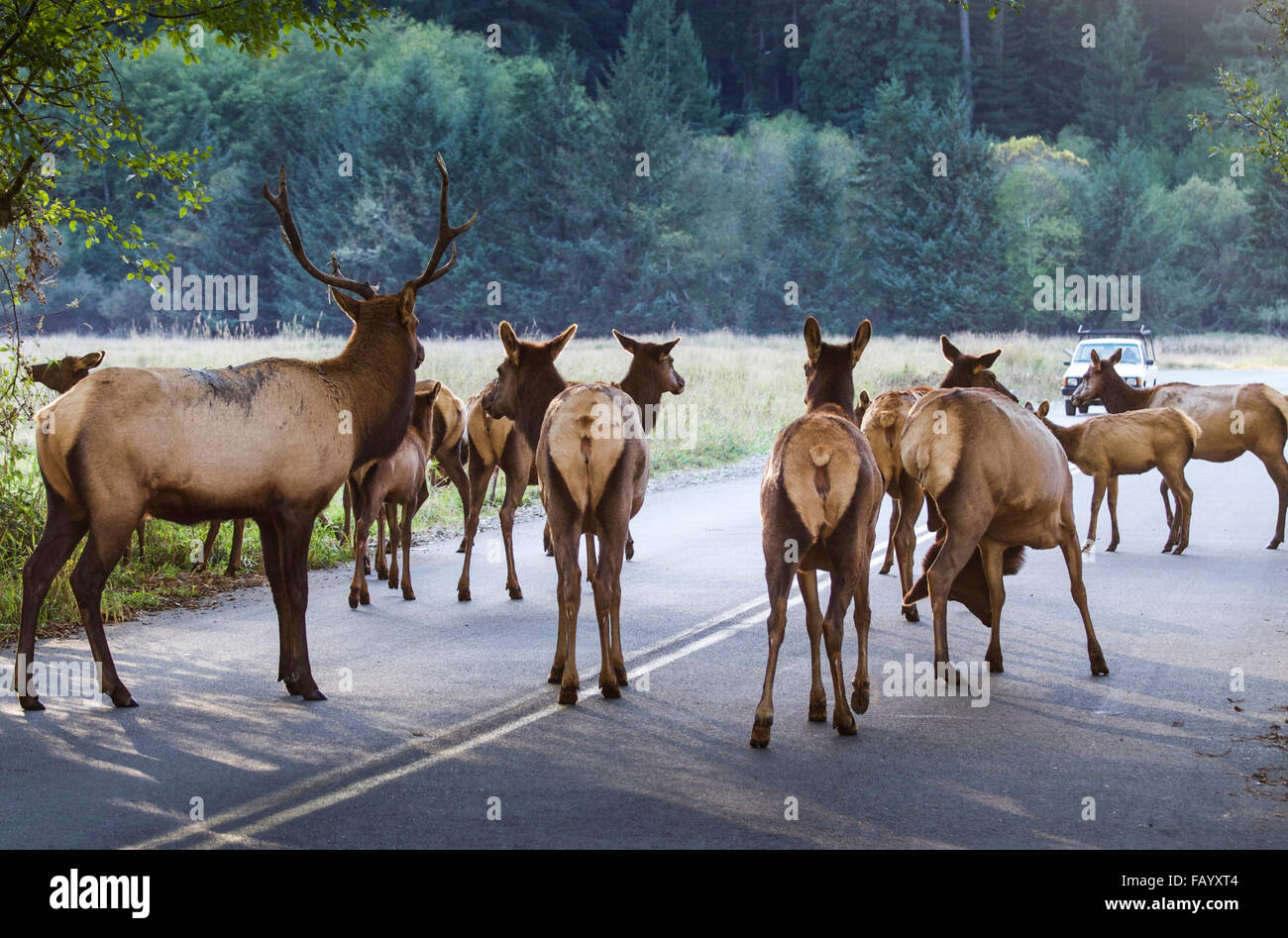 The Elk herd at the Prairie Creek Redwoods State Park in Northern California often stray on to the Highway. Stock Photo