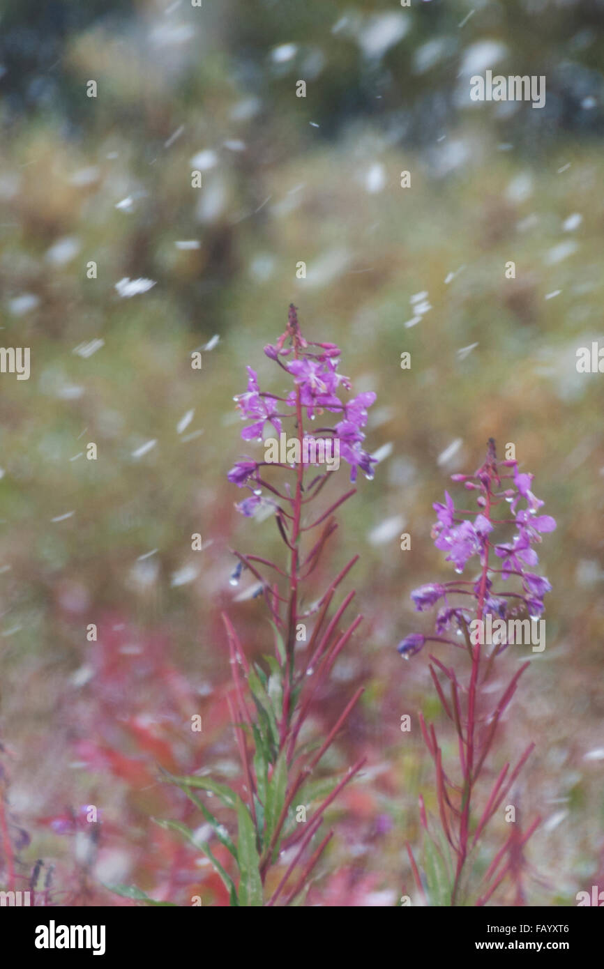 As Fireweed (Epilobium angustifolium) in Denali National Park approach the end of the blooming season an August snow storm arriv Stock Photo
