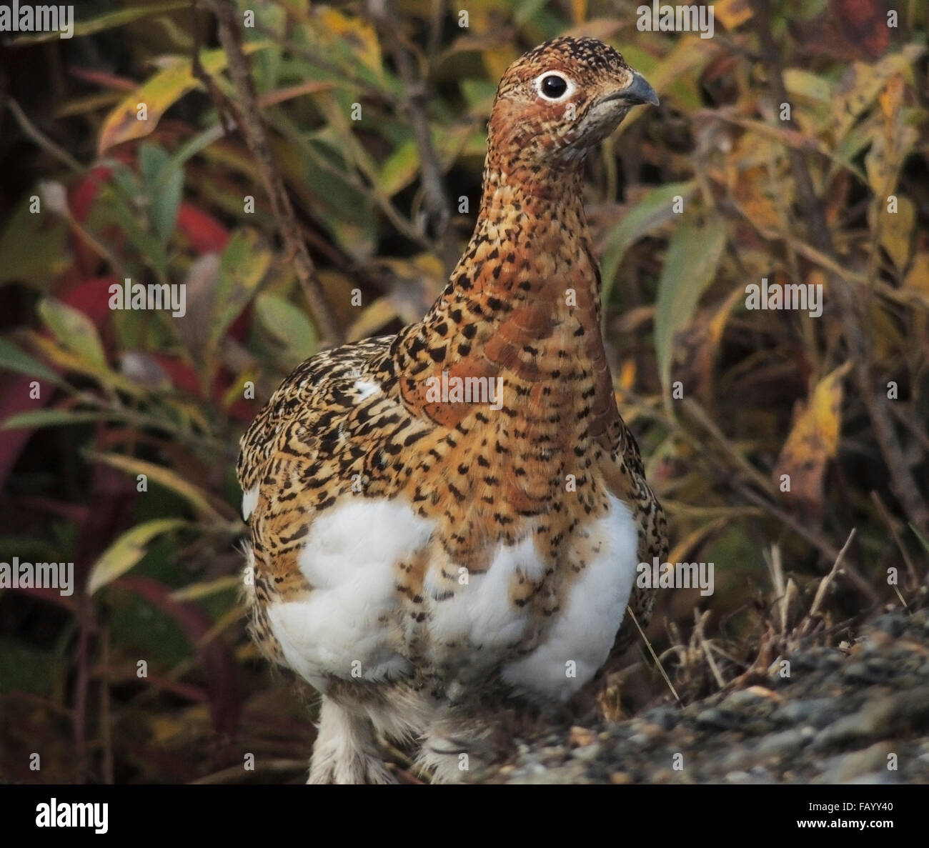 Willow Ptarmigan (Lagopus lagopus) female whose plumage has begun the transition to winter's all white phase. Denali National Pa Stock Photo