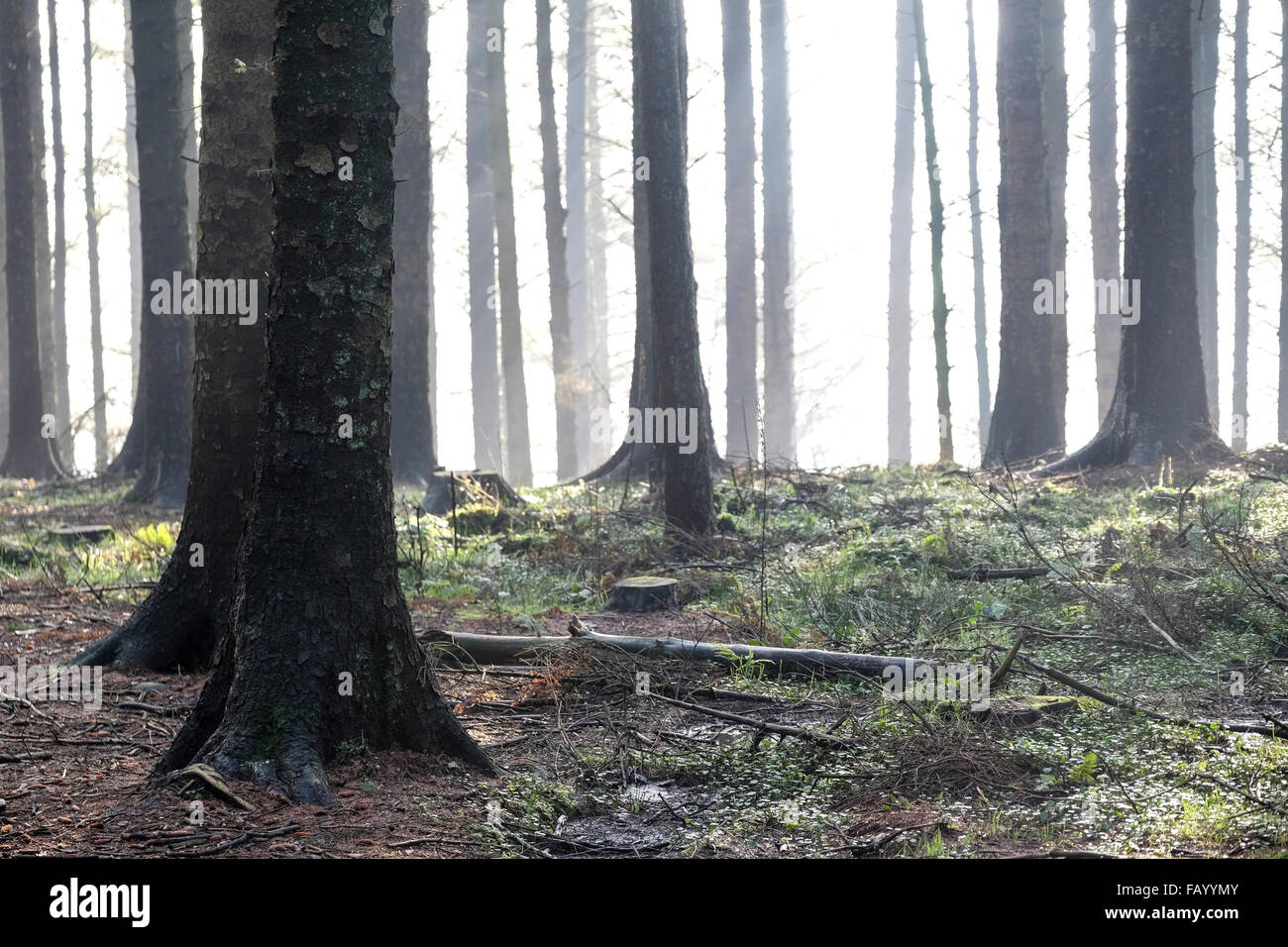 Beacon Fell, Lancashire, England. Stock Photo