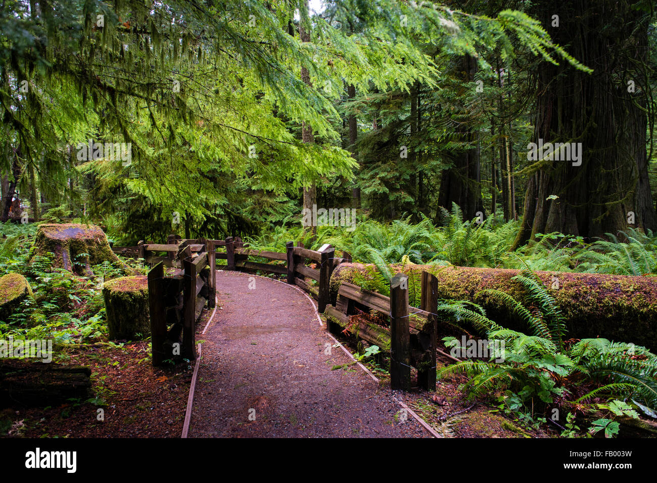 cathedral grove park vancouver island