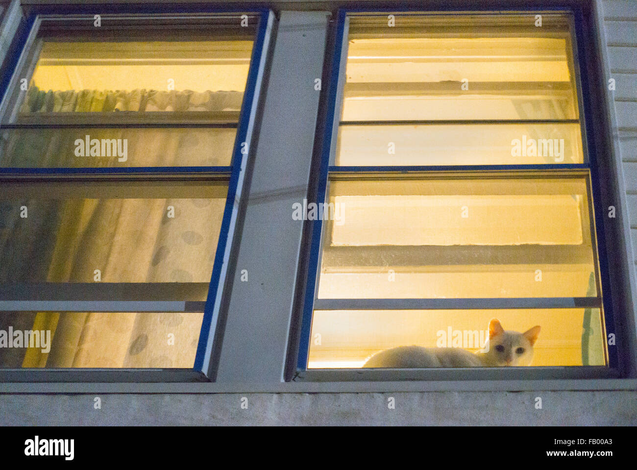 white cat sitting in window at night waiting NYC Stock Photo Alamy