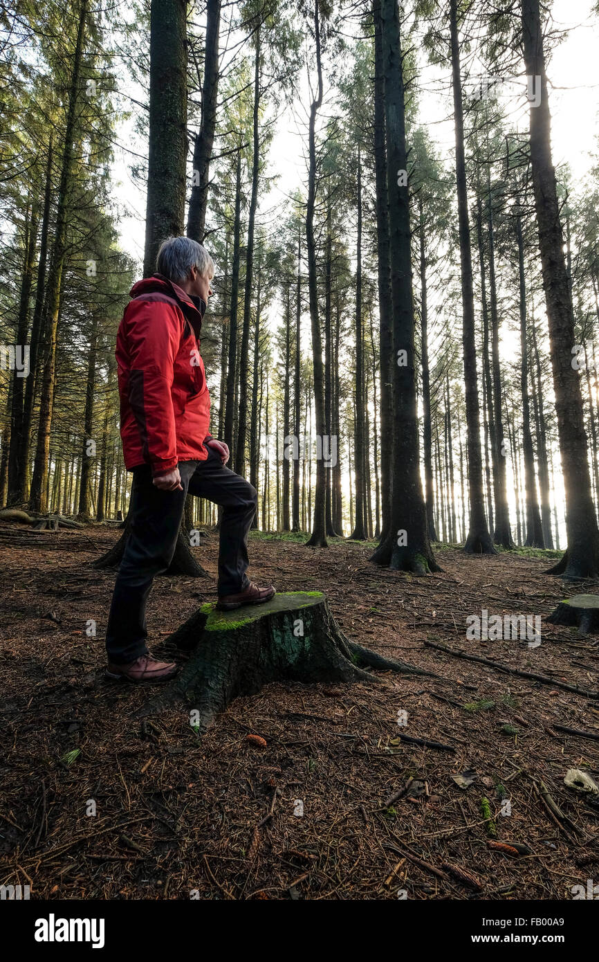 Beacon Fell, Lancashire. Man in red outdoor jacket standing in wooded area Stock Photo