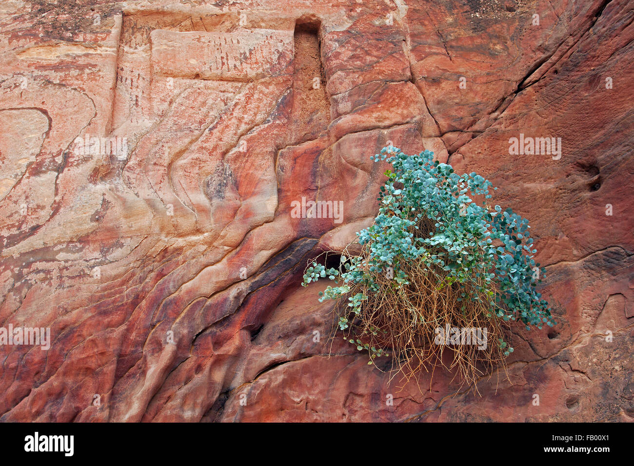 Silver-blue caper bush (Capparis cartilaginea) and carvings in sandstone rock face in the ancient city of Petra, southern Jordan Stock Photo