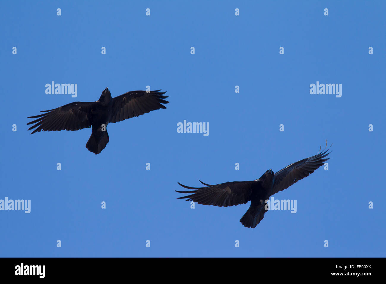 Two common ravens / northern raven (Corvus corax) in flight against blue sky Stock Photo