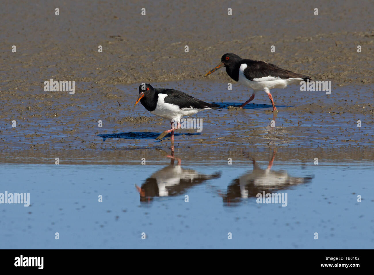 Two Eurasian oystercatchers / common pied oystercatcher (Haematopus ...