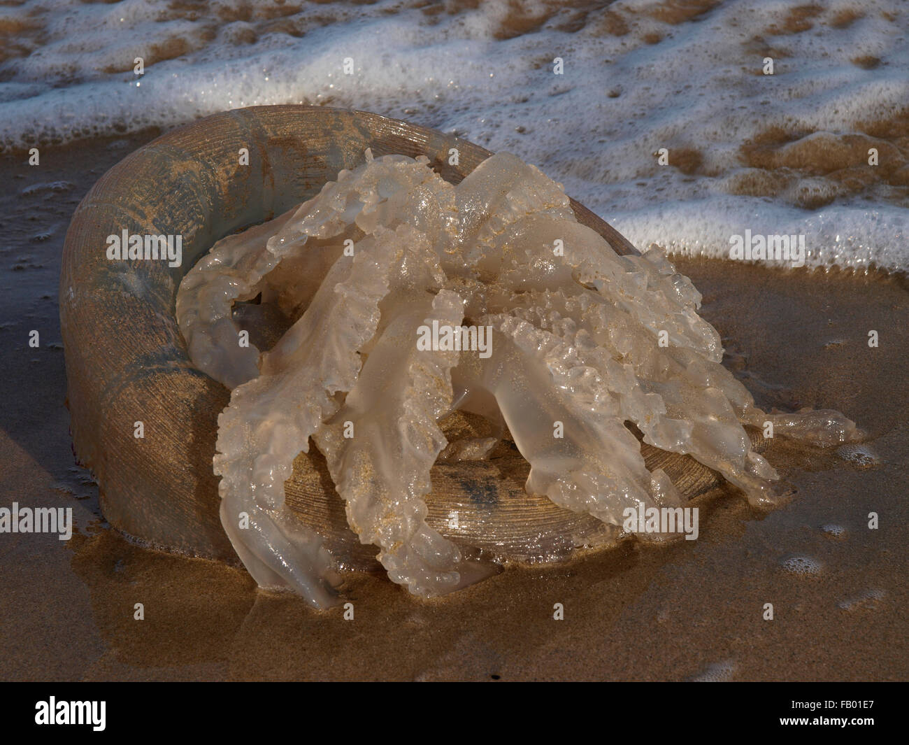 Rhizostoma pulmo, commonly known as the barrel jellyfish, the dustbin-lid jellyfish or the frilly-mouthed jellyfish. washed up o Stock Photo