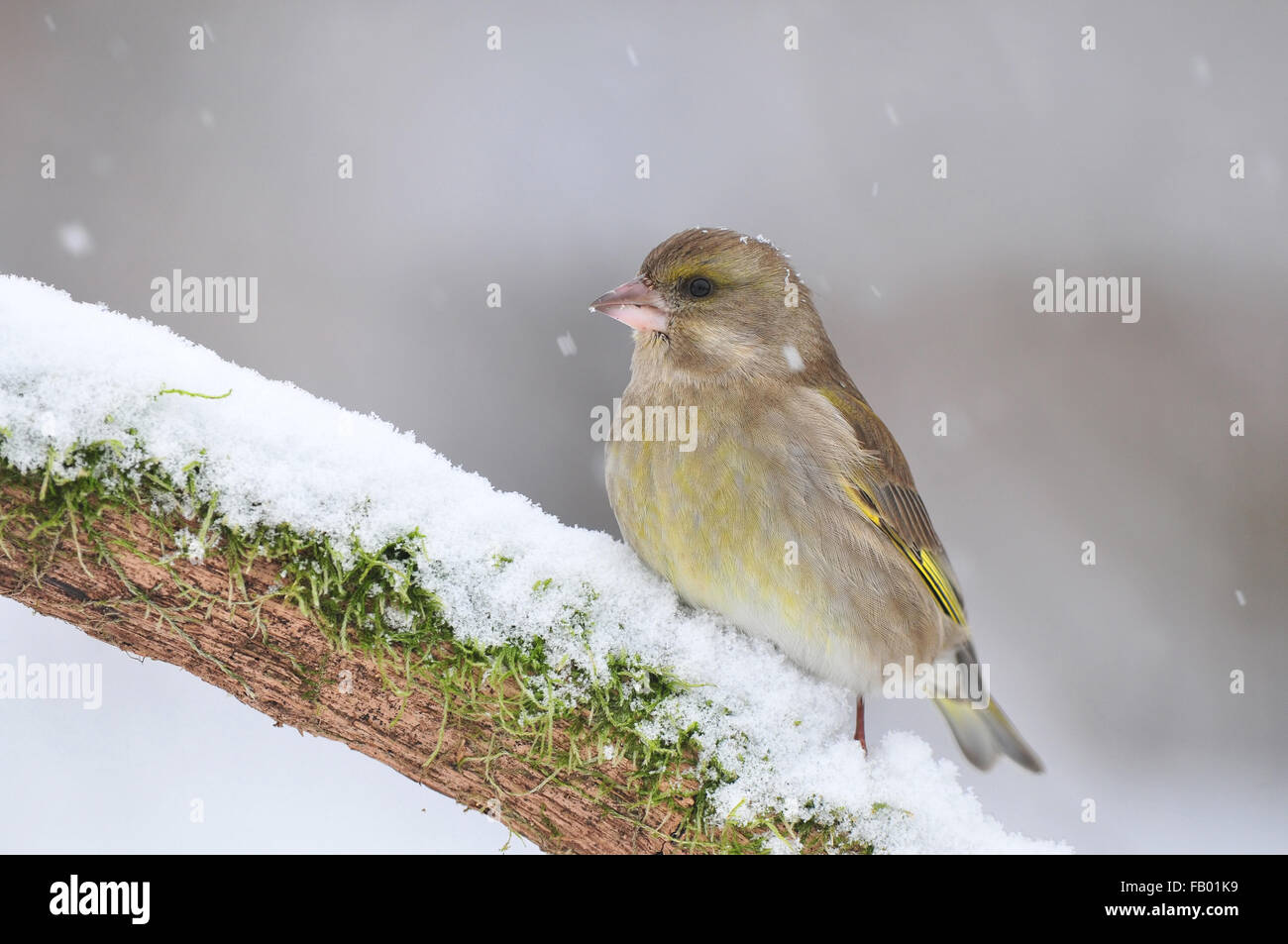 Greenfinch standing on a snow covered branch Stock Photo
