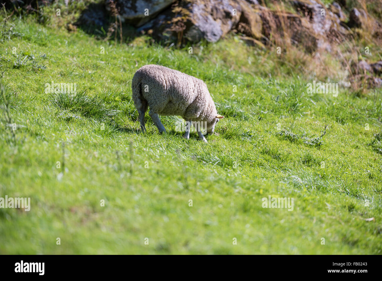 Lonely Sheep in Norway Stock Photo