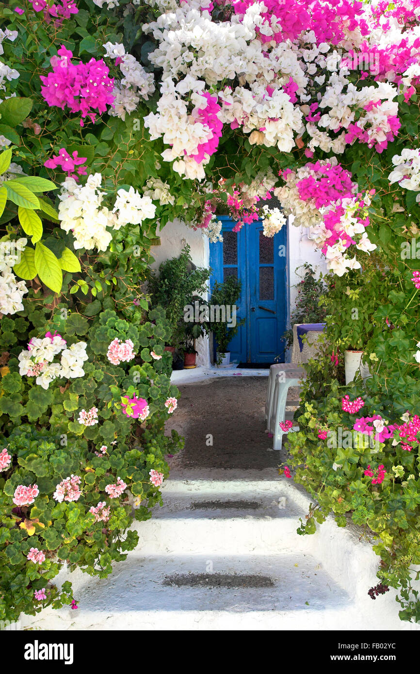 Blooming flowers, Rhodes Island, Greek Dodecanese Stock Photo