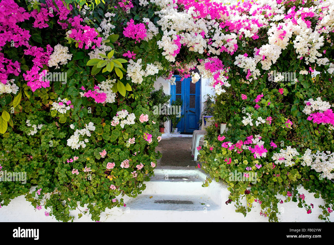 Blooming flowers in Kritinia village, Rhodes Island, Greek Dodecanese Stock Photo