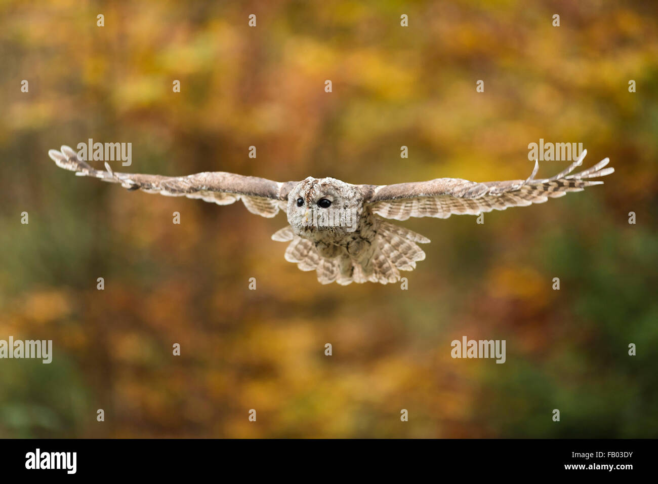 Tawny Owl / Waldkauz ( Strix aluco ) in flight in front of bright yellow green leaves, autumnal background colors. Stock Photo