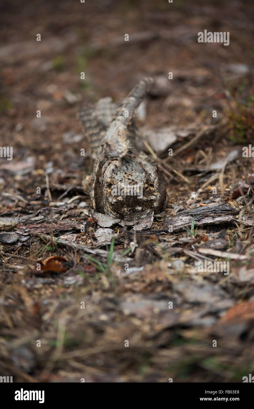 European Nightjar / Ziegenmelker ( Caprimulgus europaeus ) resting on the ground, perfect camouflage, mimicry. Stock Photo