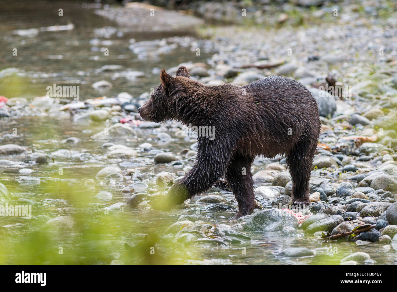 Grizzlybär (Ursus arctos horribilis), Jungtier, mit Lachs, fressend, Bute Inlet, Vanvouver Island, British Columbia, Kanada, Nor Stock Photo