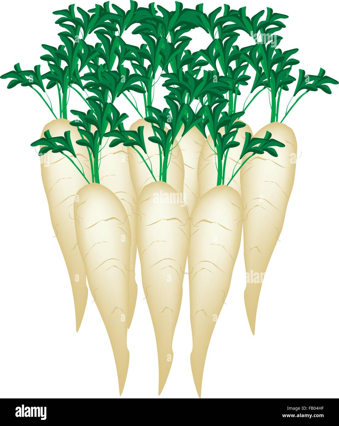 Vector Illustration of Fresh White Radishes, Chinese Radish, Japanese