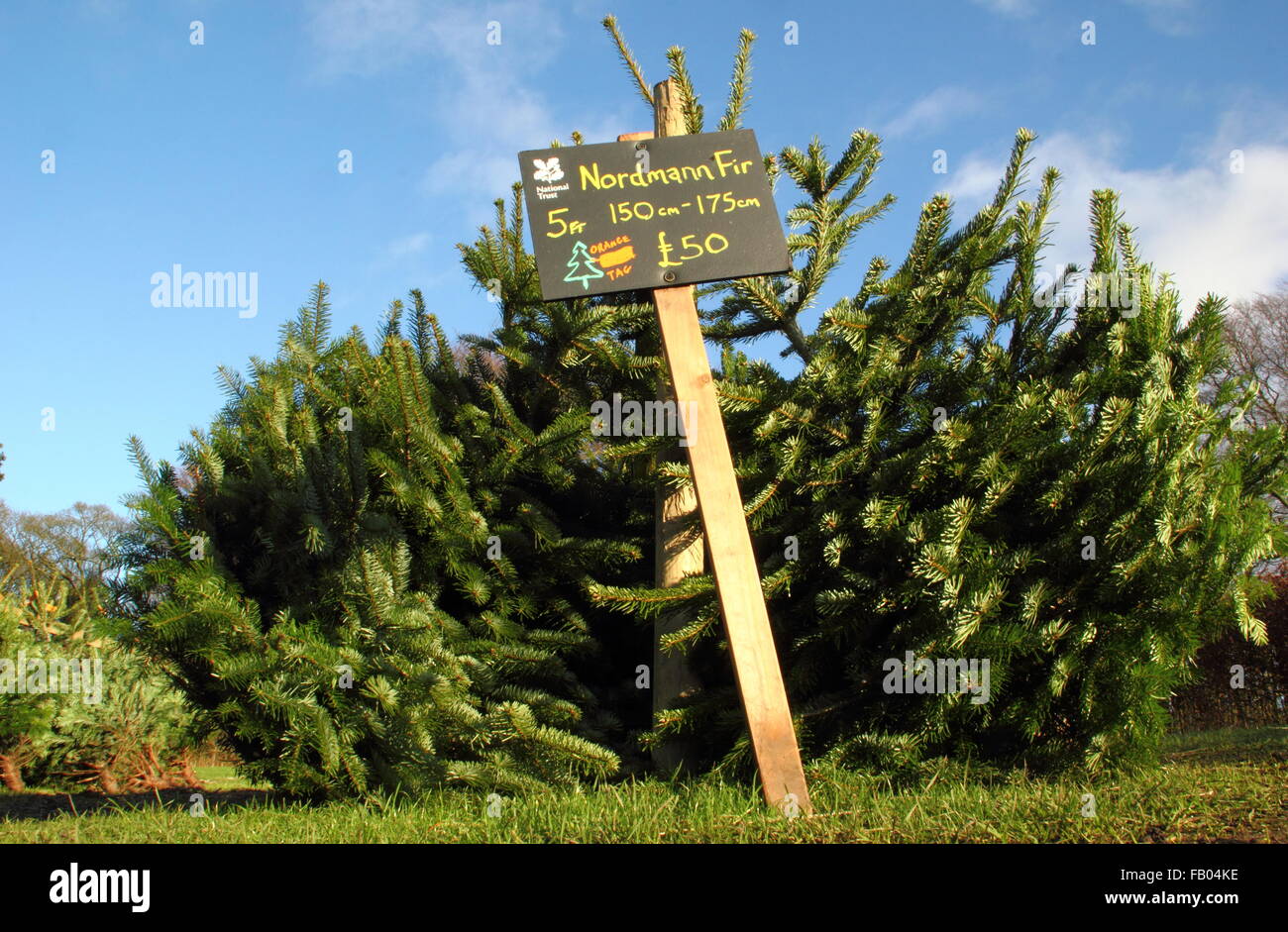 Nordmann fir Christmas trees for sale at the Longshaw Estate, Peak