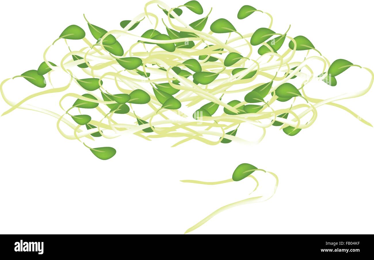 Vegetable, Vector Illustration of Fresh Bean Sprouts or Pea Seedlings
