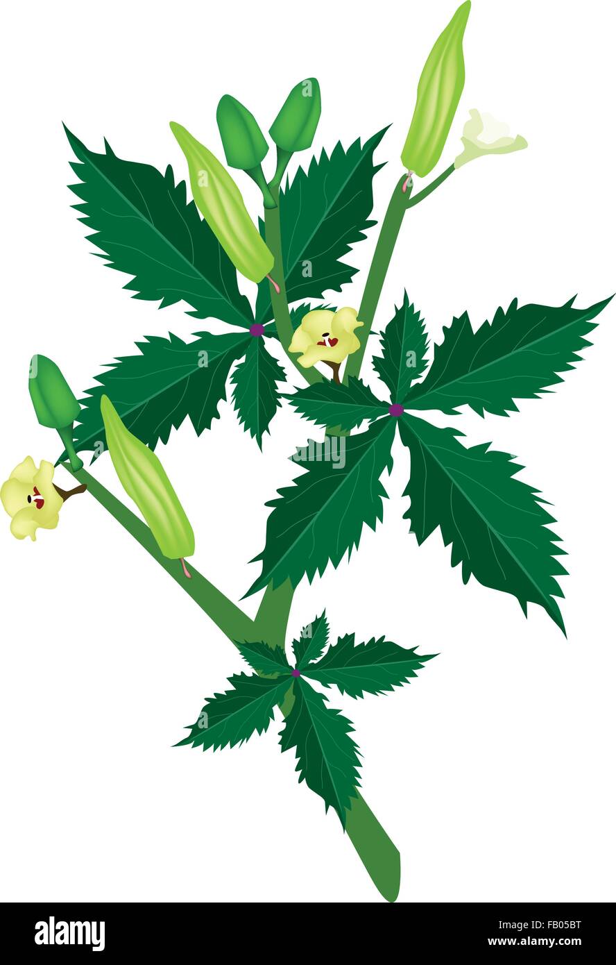 Vegetable and Herb, Vector Illustration of Okra or Lady Finger Plant
