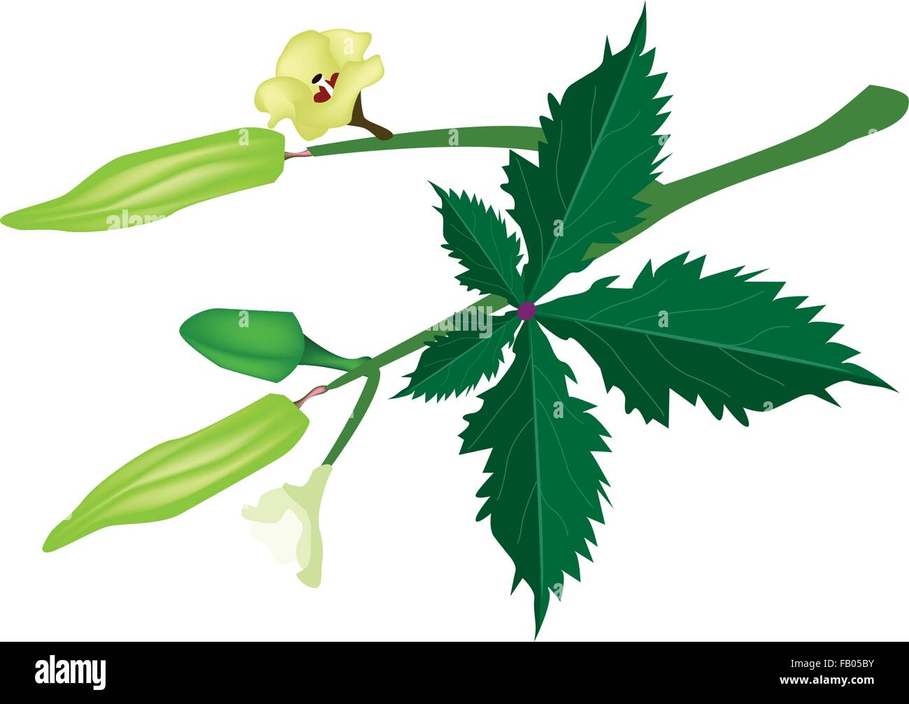 Aggregate 156+ ladies finger plant drawing vietkidsiq.edu.vn