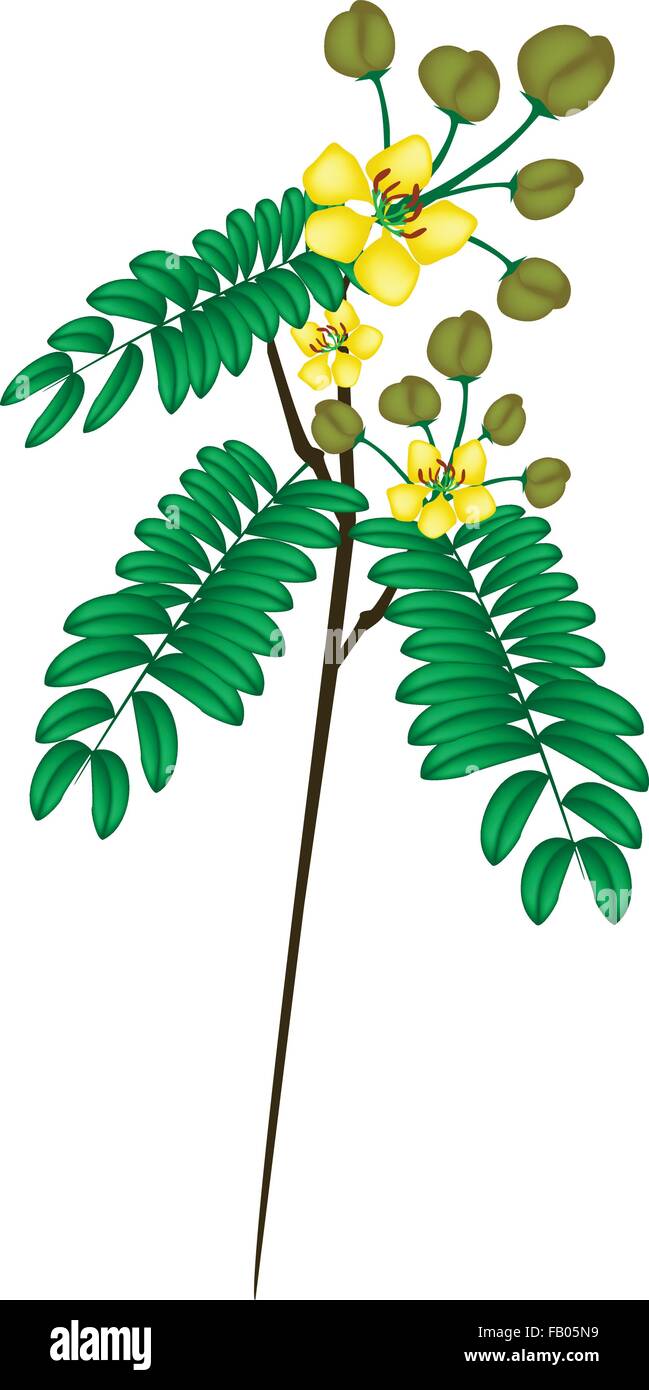 Vegetable and Herb, Vector Illustration of Cassod, Senna Siamea or Thai Copper Bunch with Leaves, Blossom and Pods Isolated on W Stock Vector