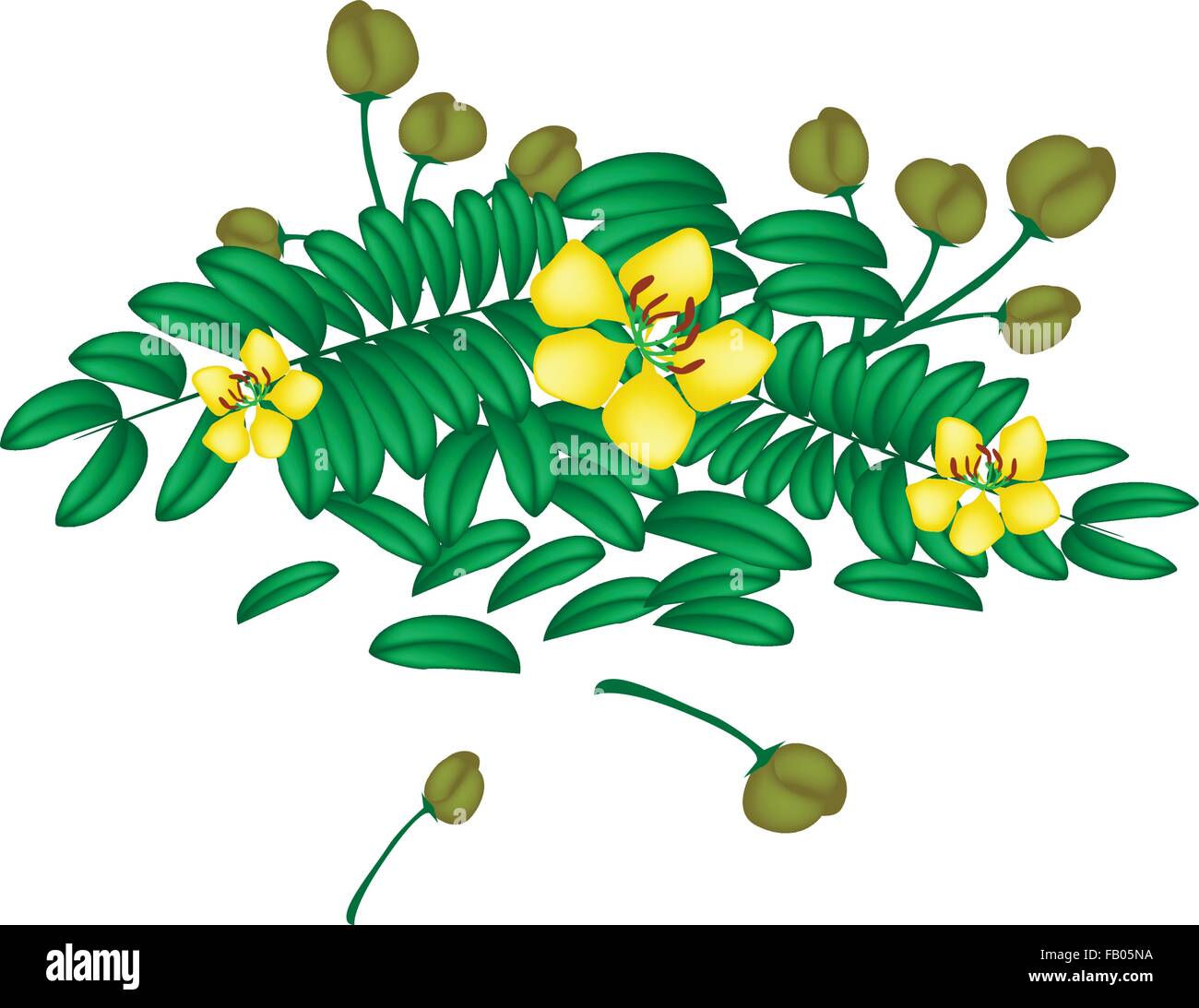 Vegetable and Herb, Vector Illustration Parts of Cassod, Senna Siamea or Thai Copper with Leaves, Blossom and Pods Isolated on W Stock Vector