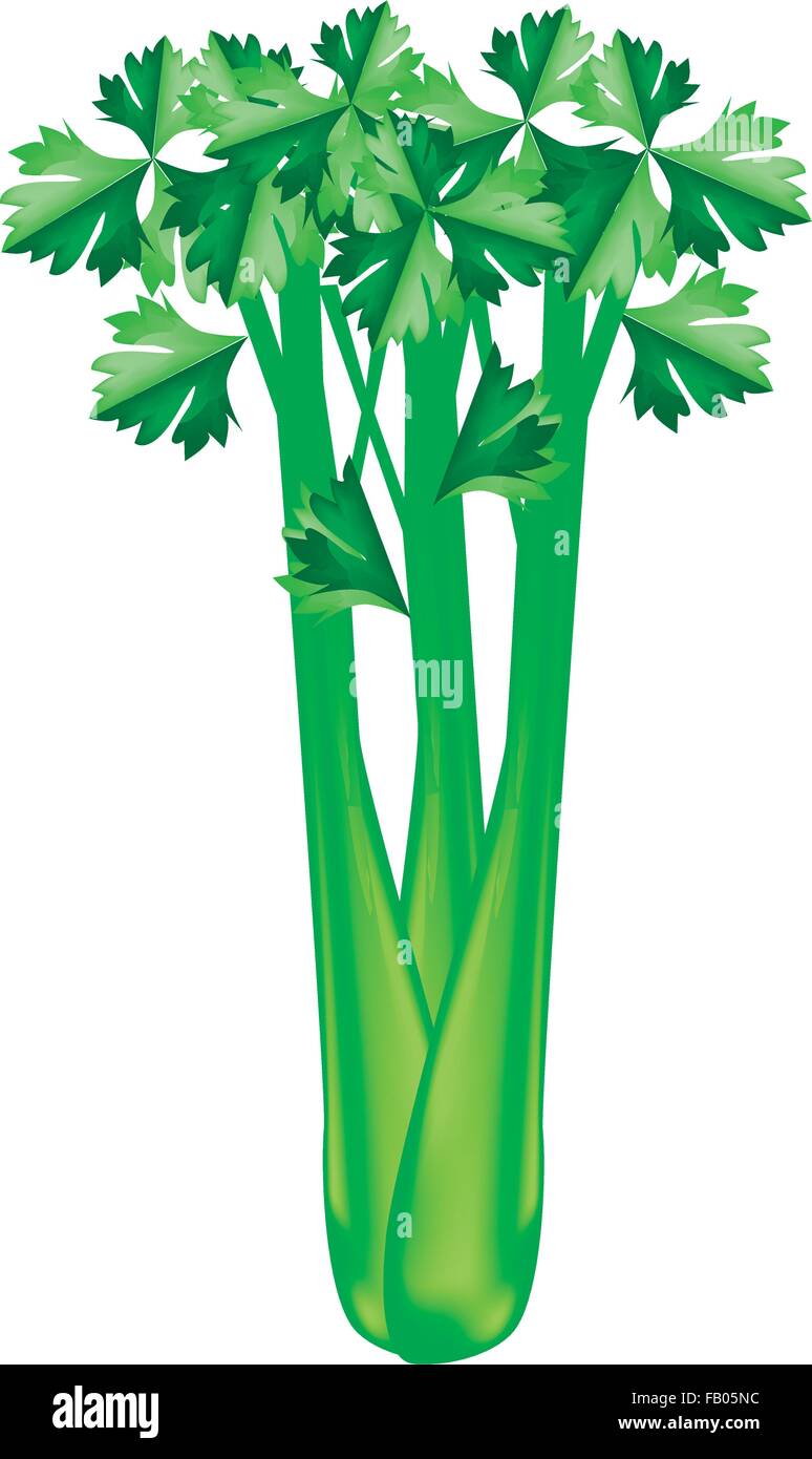 Vegetable and Herb, Vector Illustration of Bunch of Fresh Celery Used