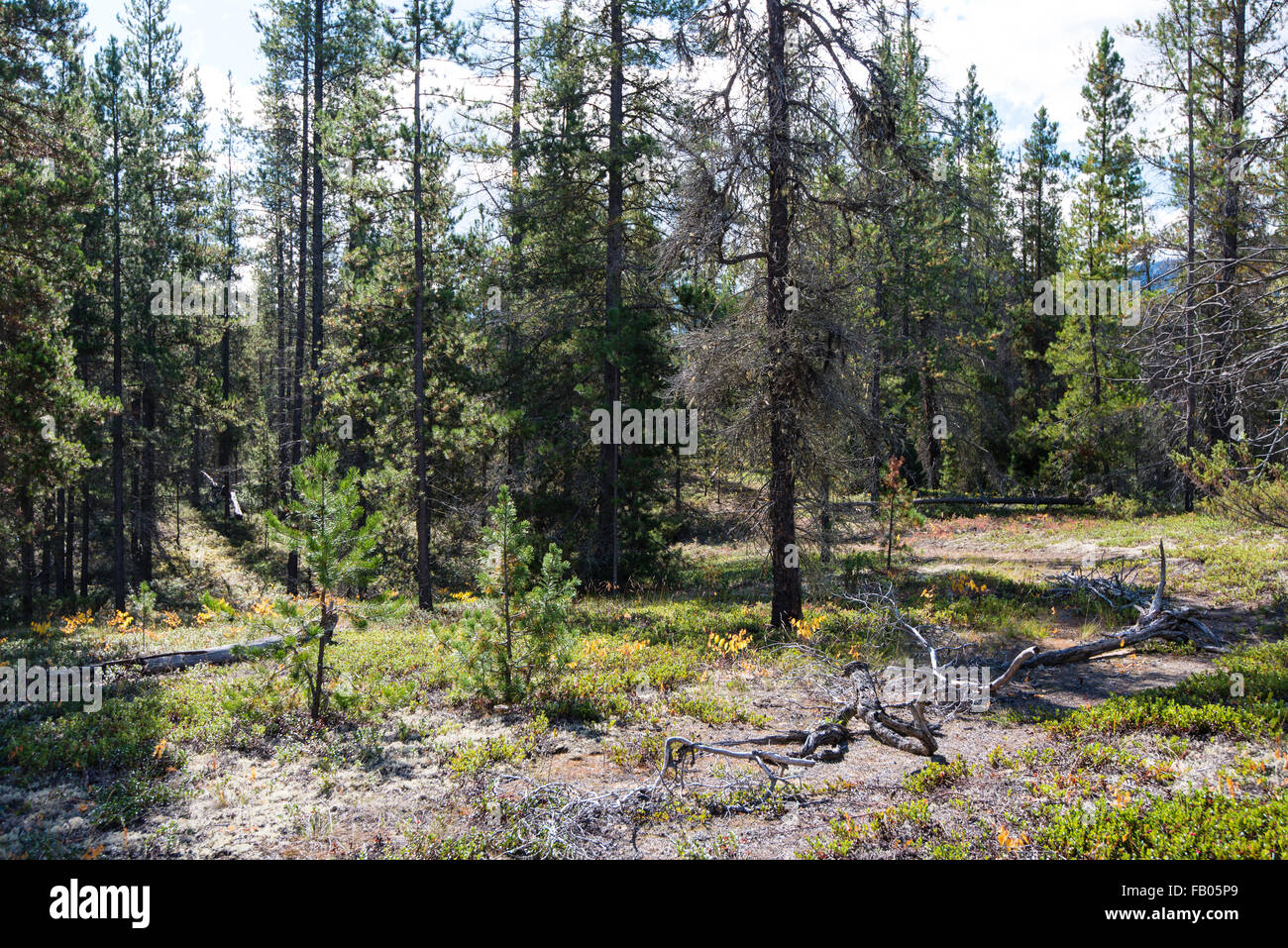 Jackman flats valemount british columbia hires stock photography and
