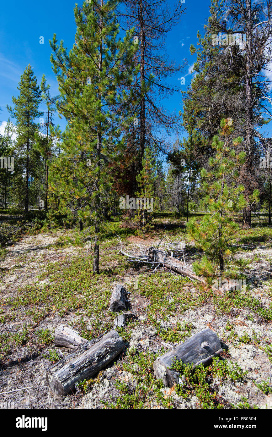 Jackman Flats, Valemount, British Columbia, Canada Stock Photo Alamy