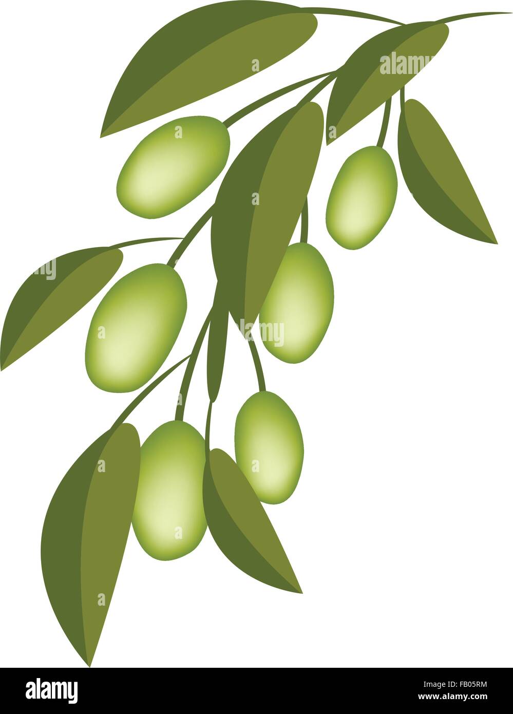 Vector Illustration of Delicious Green Olives and Leaves Hanging on ...