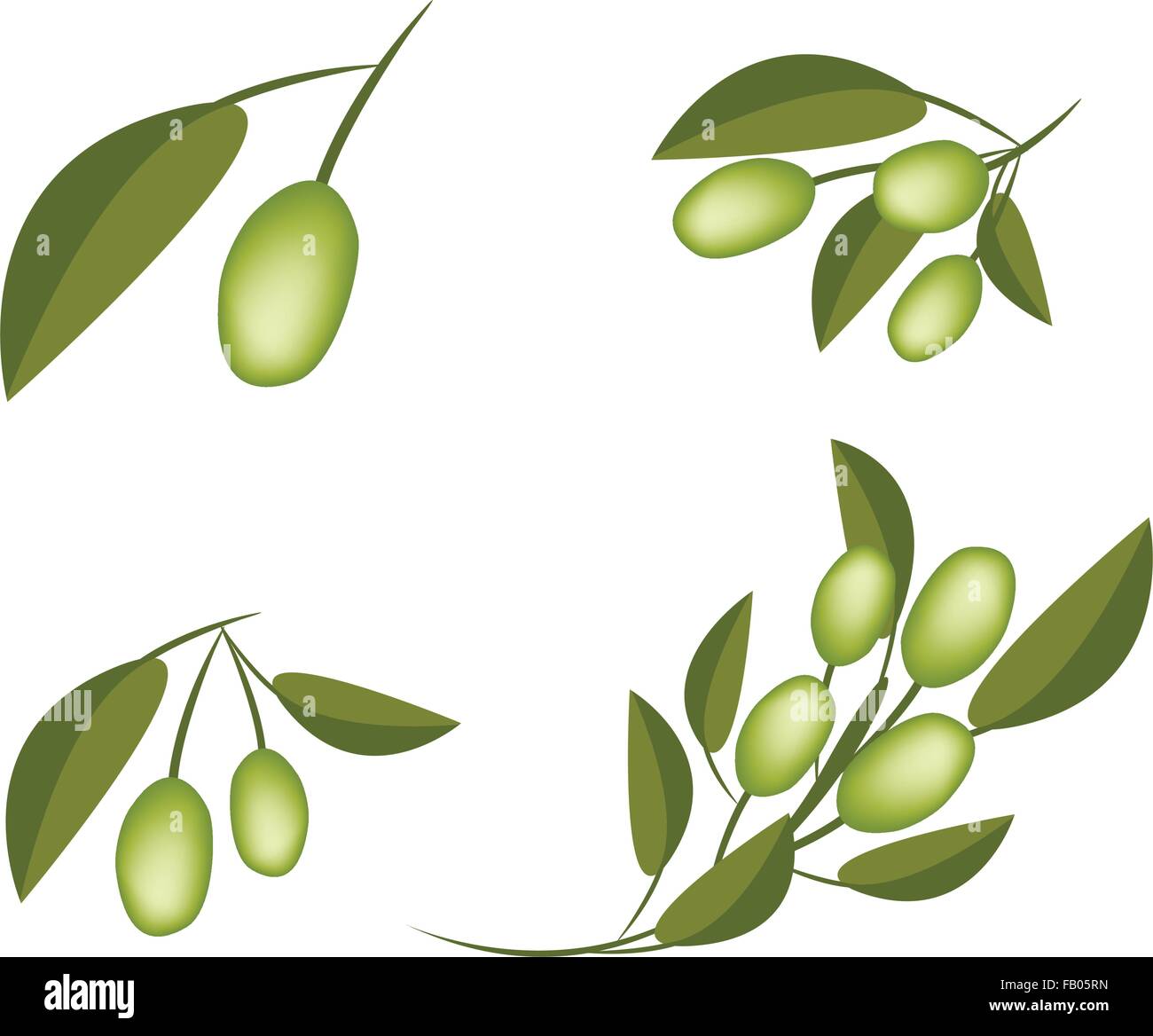 Vector Illustration Collection of Fresh Green Olives and Leaves Hanging ...