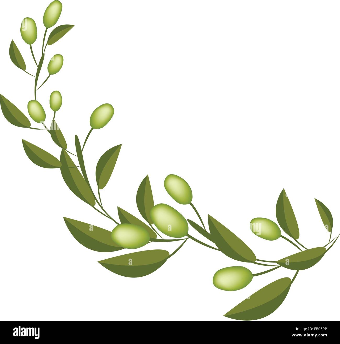 Vector Illustration of Fresh Green Olives and Leaves Hanging on Tree ...