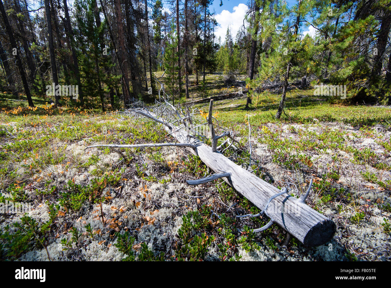 Jackman Flats, Valemount, British Columbia, Canada Stock Photo Alamy