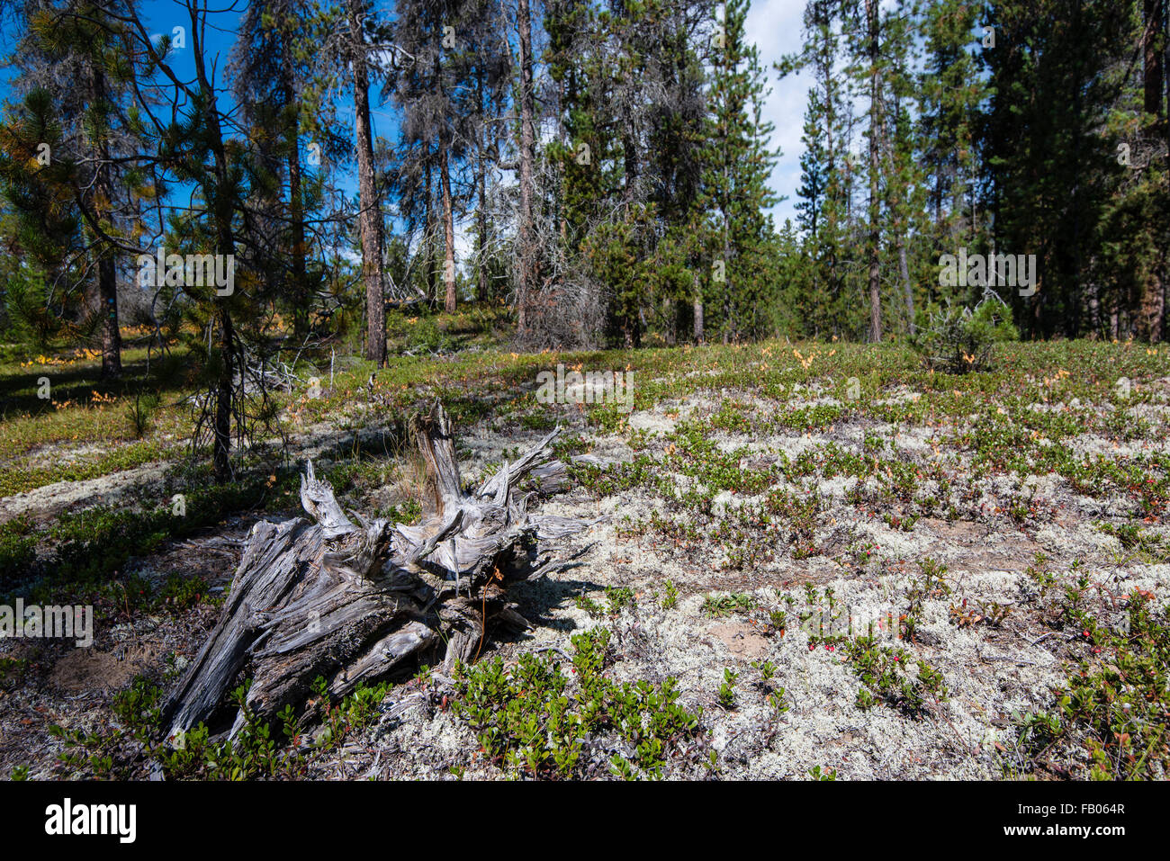 Jackman Flats, Valemount, British Columbia, Canada Stock Photo Alamy