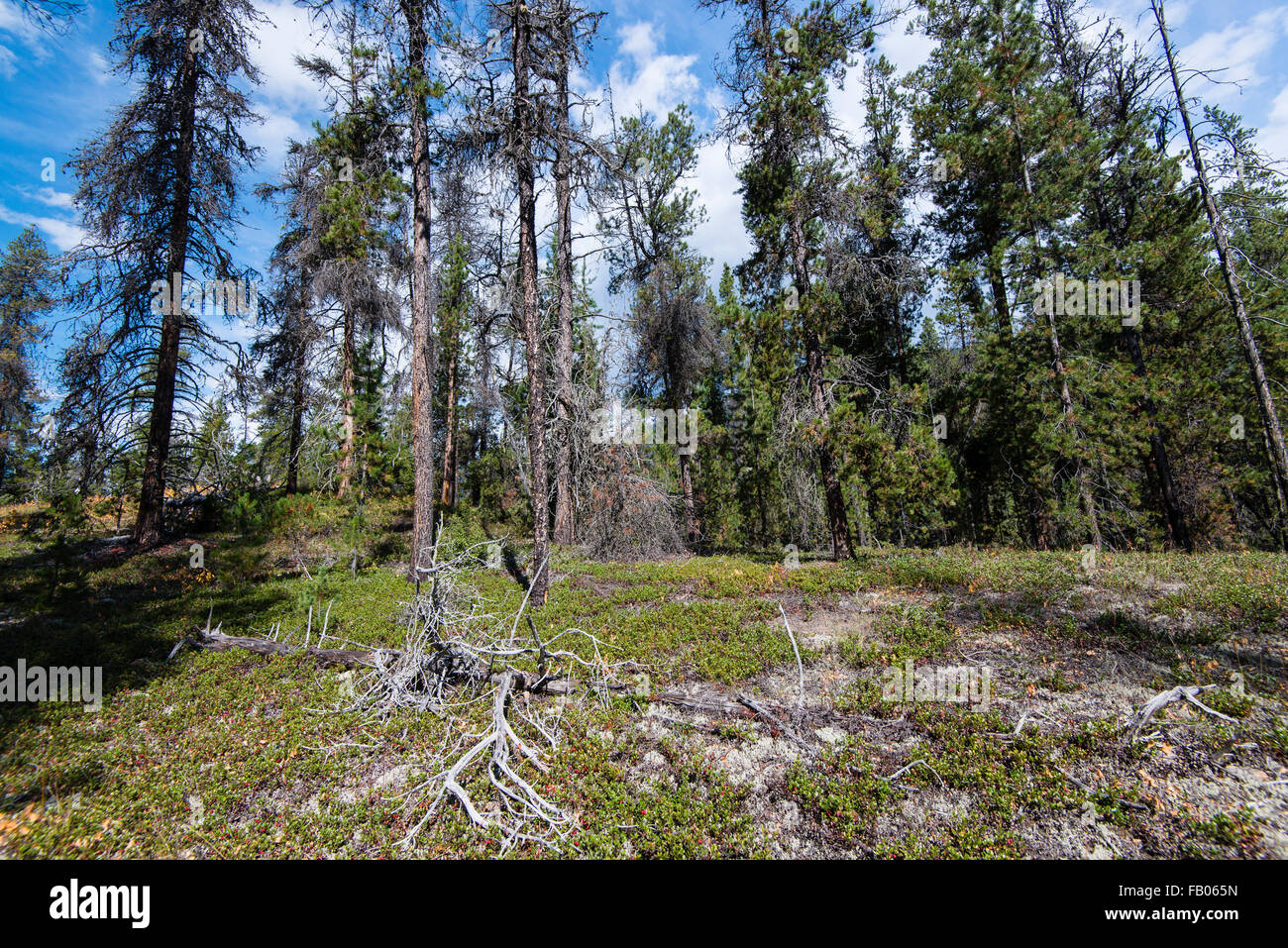 Valemount hires stock photography and images Alamy