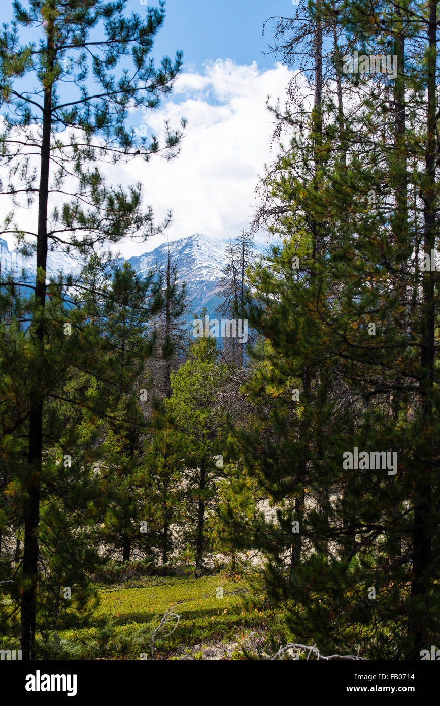 Jackman flats valemount british columbia hires stock photography and