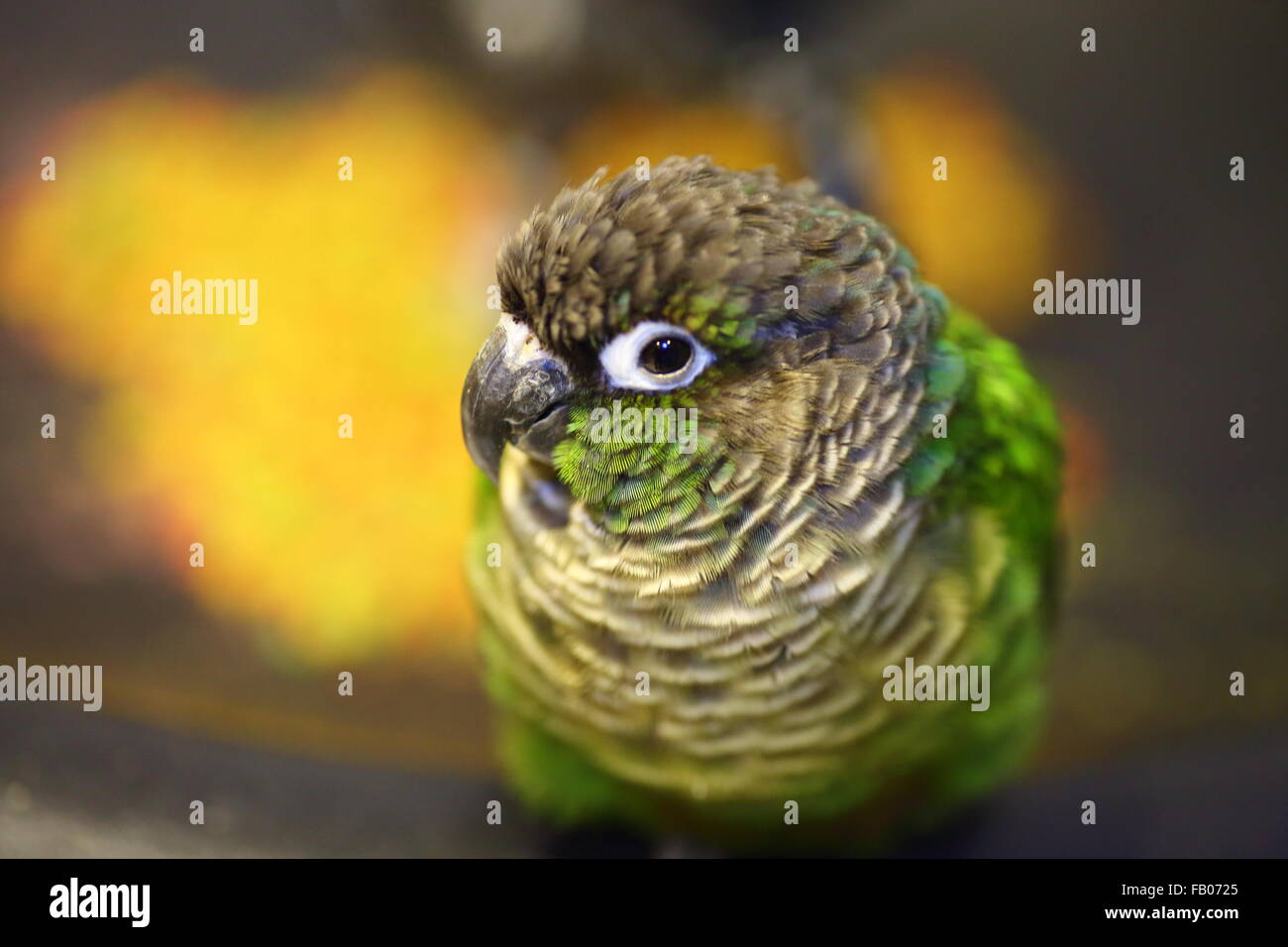 Greencheeked Parakeet Pyrrhura molinae Stock Photo Alamy