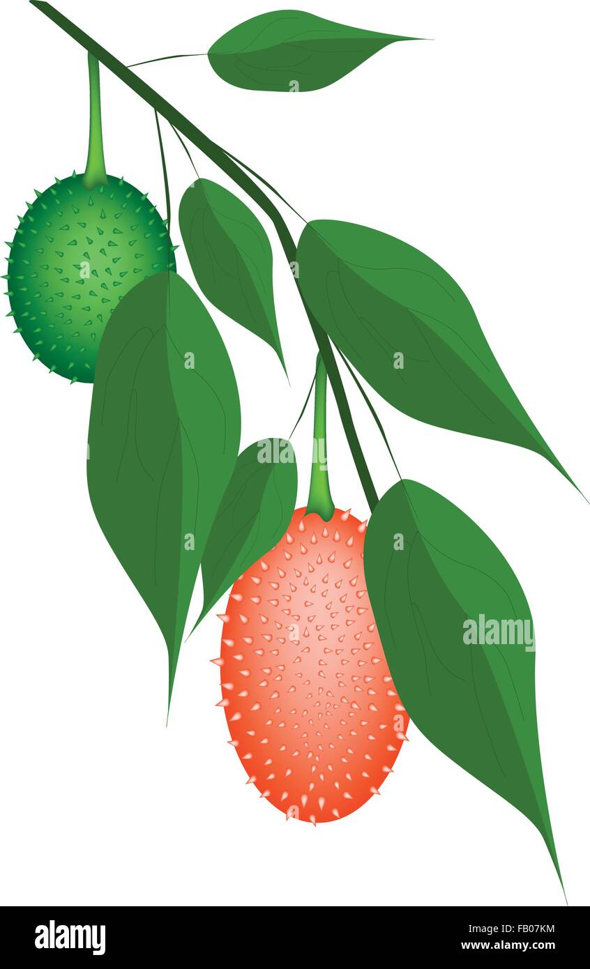 Vegetable and Herb, An Illustration of Fresh Gac Fruit, Teasel Gourd, Baby Jackfruit, Spiny Bitter Gourd, Sweet Gourd or Cochinc Stock Vector